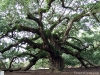 Angel Oak at Johns Island SC