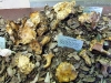 LA Mycological Society's Mushroom Fair at the L.A. Arboretum