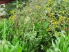 Blue flowers on bolting (flowering) lettuce in FairView Farms