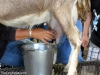 Goat milking demonstration in FairView Farms' Big Red Barn