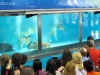 The new Shark Encounter exhibit features 4 nurse sharks and a lemon shark