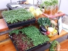 Silverlake Farms shows you how to grow your own