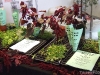 Herbs for sale (including purple amaranthus)