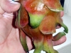Dragon fruit, one of the fruit salad ingredients