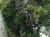 One of the many massive avocado trees in Carpinteria