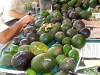  More varieties of avocado than you can shake a stick at