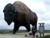 The sign helps if you are not sure where the largest buffalo is