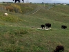 The largest buffalo on the hill top looks towards White Cloud