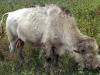 White Cloud, the first white buffalo of the herd