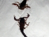 Scorpions pulled from the mescal