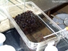 Brown beady boba balls