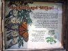 Everything you need to know about the Monarch Butterfly