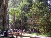 The eucalyptus grove winter home of the Monarch