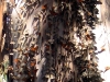 Tens of thousands of butterflies cover the trees