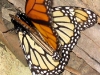 A male and female Monarch do the wild thing