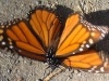 Two butterflies here and they are not fighting