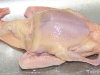The thawed pigeon awaiting cleaning in the sink