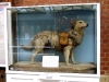 Station Jim, Slough station dog from 1894 to 1896