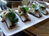 Cool, fresh cheong fun rolls