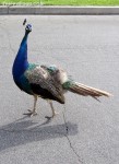 Proud As A Peacock