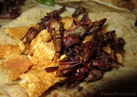 Chapulines and chicharron taco al Guelaguetza