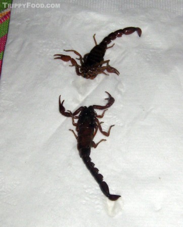 Scorpions from the bottom of a mescal bottle