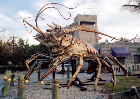 The largest spiny lobster returns to the Florida Keys