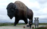The sign helps if you are not sure where the largest buffalo is