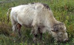 White Cloud, the first white buffalo of the herd