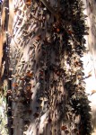 Tens of thousands of butterflies cover the trees