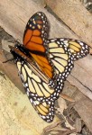 A male and female Monarch do the wild thing