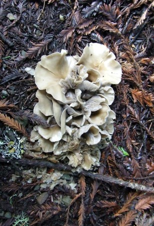 Pig ear mushroom, edible but too old