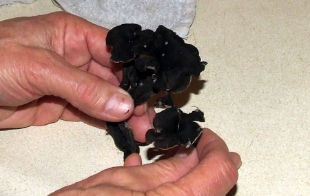 Black trumpets prior to cooking