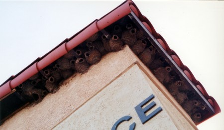 Close up view of the swallows nests