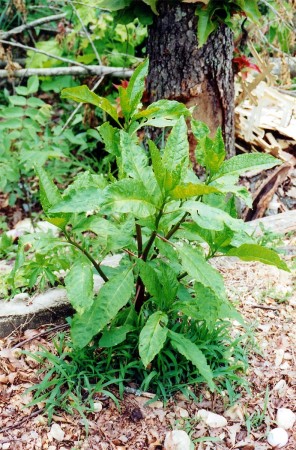 The lovely and often deadly pokeweed