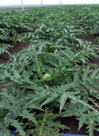 An artichoke in the field