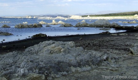 The dark rim is a carpet of brine flies