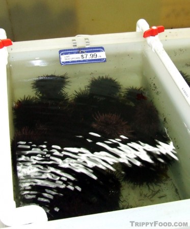 Tanks of live sea urchins (note the suckers on the side)