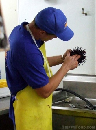 Picking out the urchin nasty bits