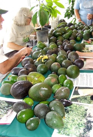 More varieties of avocado than you can shake a stick at