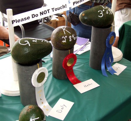 The three largest avocados with the variety on the card