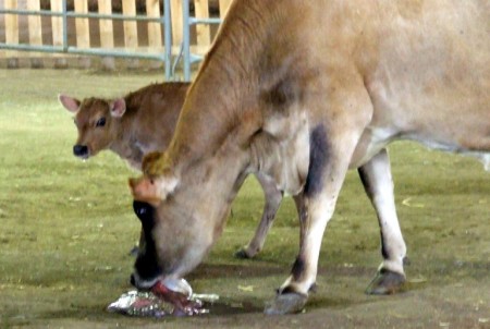 A cow eats her placenta after birthing the calf pictured