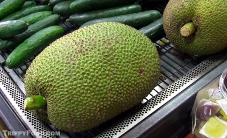 The jackfruit (with cucumbers for size comparison)