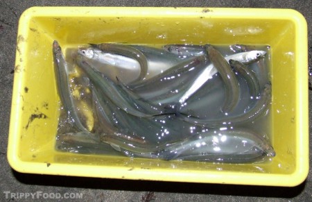The night's catch - approximately 25 grunion