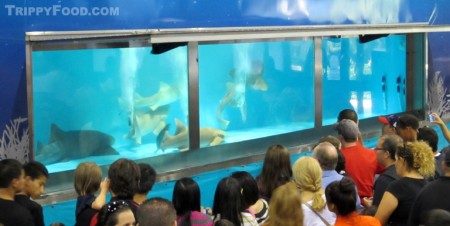 The new Shark Encounter exhibit features 4 nurse sharks and a lemon shark