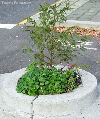 A tree grows in Mill Ends City Park