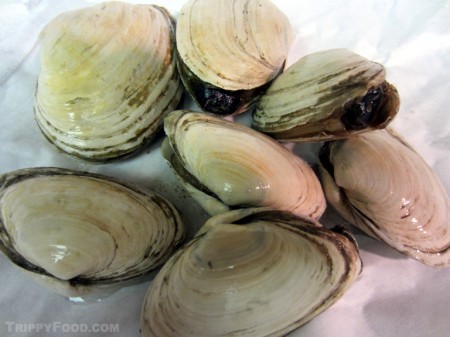 A bunch of soft-shelled clams for steaming