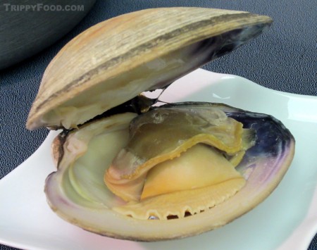 A cooked quahog