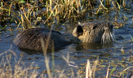 A nutria in Louisiana (photo Steve Hillebrand, U.S. Fish & Wildlife Service)