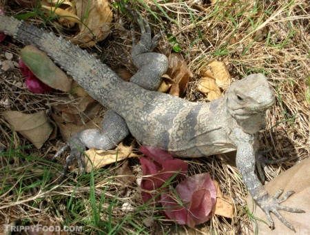 A female green iguana in Key Biscayne, Florida